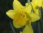 Click image for larger version

Name:	daffodil.jpg
Views:	896
Size:	784.4 KB
ID:	955