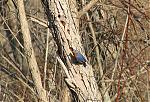 Click image for larger version

Name:	bluebird at nest cavity.jpg
Views:	876
Size:	851.2 KB
ID:	952